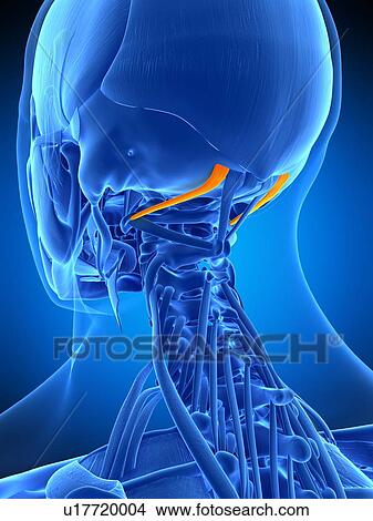 Picture - Neck muscles, illustration. Fotosearch