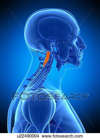 Neck muscles, illustration View Large Photo Image Picture - Neck muscles, illustration. Fotosearch