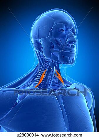 Neck muscles, illustration View Large Photo Image Picture - Neck muscles, illustration. Fotosearch