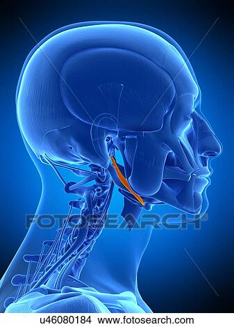 Neck muscles, illustration View Large Photo Image Picture - Neck muscles, illustration. Fotosearch
