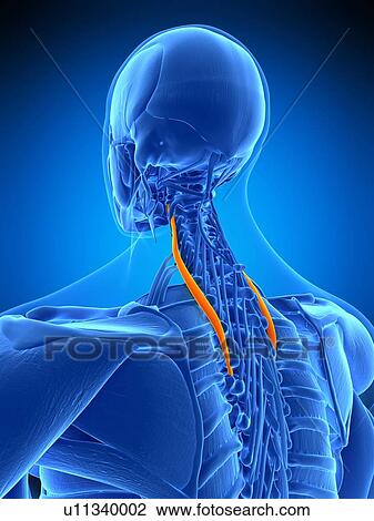 Neck muscles, illustration View Large Photo Image Stock Image - Neck muscles, illustration. Fotosearch