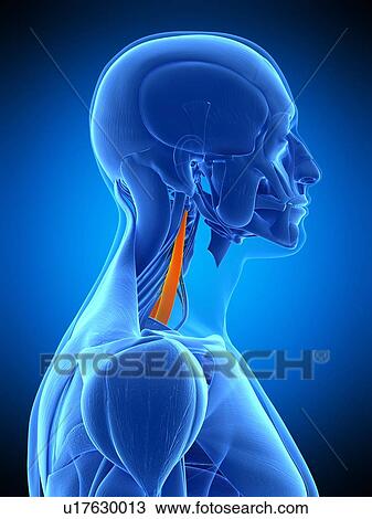 Neck muscles, illustration View Large Photo Image Stock Image - Neck muscles, illustration. Fotosearch