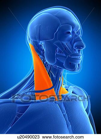 Stock Image - Neck muscles, illustration. Fotosearch
