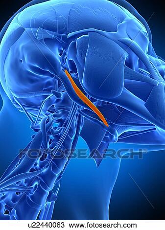 Neck muscles, illustration View Large Photo Image Stock Image - Neck muscles, illustration. Fotosearch