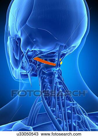 Stock Image - Neck muscles, illustration. Fotosearch
