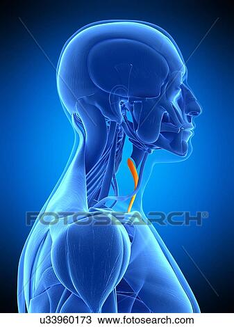 Neck muscles, illustration View Large Photo Image Stock Image - Neck muscles, illustration. Fotosearch
