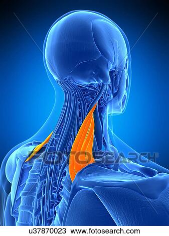 Stock Image - Neck muscles, illustration. Fotosearch