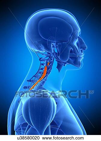 Neck muscles, illustration View Large Photo Image Stock Image - Neck muscles, illustration. Fotosearch