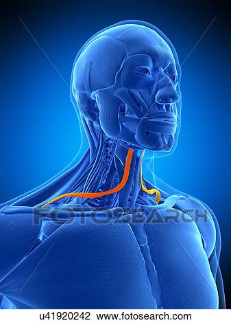 Neck muscles, illustration View Large Photo Image Stock Image - Neck muscles, illustration. Fotosearch