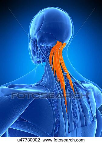 Neck muscles, illustration View Large Photo Image Stock Image - Neck muscles, illustration. Fotosearch