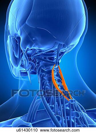 Stock Image - Neck muscles, illustration. Fotosearch
