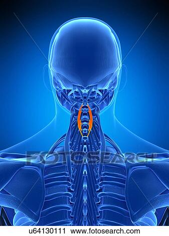 Stock Image - Neck muscles, illustration. Fotosearch