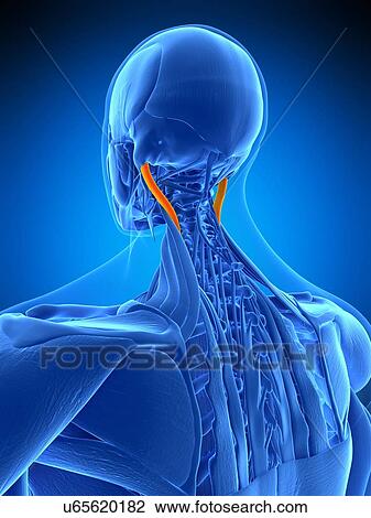 Neck muscles, illustration View Large Photo Image Stock Image - Neck muscles, illustration. Fotosearch