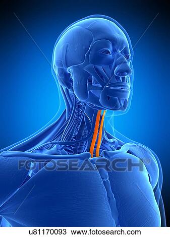 Neck muscles, illustration View Large Photo Image Stock Image - Neck muscles, illustration. Fotosearch