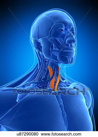 Stock Image - Neck muscles, illustration. Fotosearch