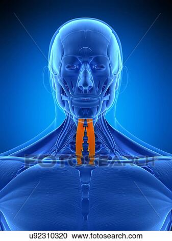 Neck muscles, illustration View Large Photo Image Stock Image - Neck muscles, illustration. Fotosearch