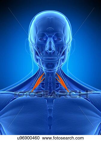 Neck muscles, illustration View Large Photo Image Stock Image - Neck muscles, illustration. Fotosearch