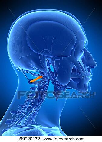 Neck muscles, illustration View Large Photo Image Stock Image - Neck muscles, illustration. Fotosearch