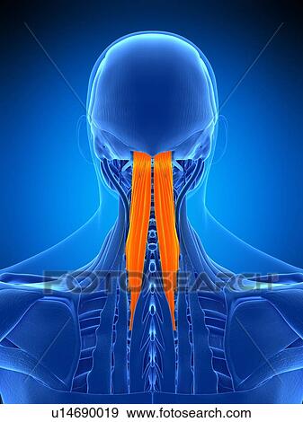 Stock Photo - Neck muscles, illustration. Fotosearch