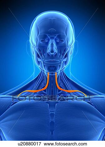 Stock Photo - Neck muscles, illustration. Fotosearch