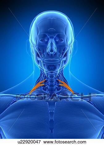 Neck muscles, illustration View Large Photo Image Stock Photo - Neck muscles, illustration. Fotosearch