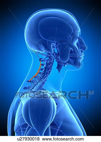 Stock Photo - Neck muscles, illustration. Fotosearch