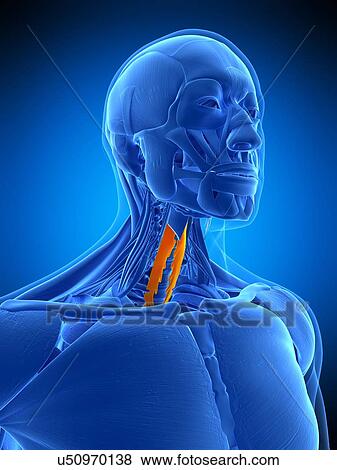 Neck muscles, illustration View Large Photo Image Stock Photo - Neck muscles, illustration. Fotosearch