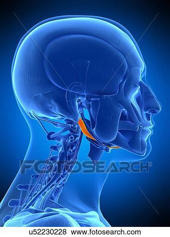 Stock Photo - Neck muscles, illustration. Fotosearch