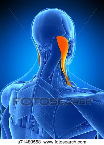 Neck muscles, illustration View Large Photo Image Stock Photo - Neck muscles, illustration. Fotosearch