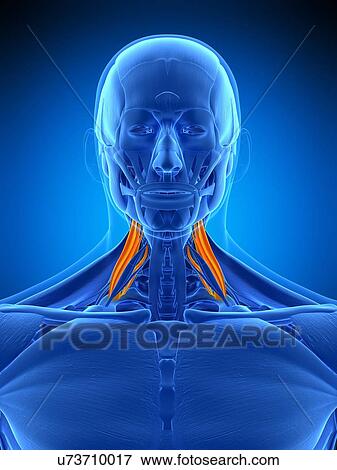 Neck muscles, illustration View Large Photo Image Stock Photo - Neck muscles, illustration. Fotosearch