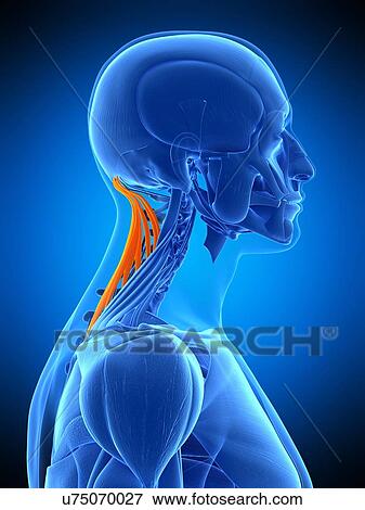 Neck muscles, illustration View Large Photo Image Stock Photo - Neck muscles, illustration. Fotosearch