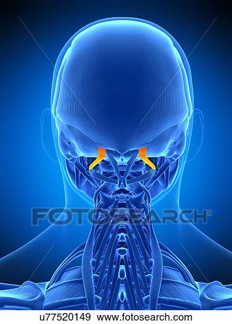 Stock Photo - Neck muscles, illustration. Fotosearch