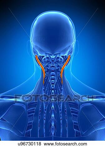 Stock Photo - Neck muscles, illustration. Fotosearch