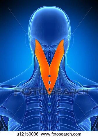 Neck muscles, illustration View Large Photo Image Stock Photograph - Neck muscles, illustration. Fotosearch
