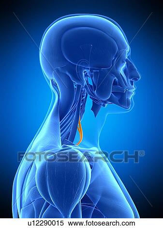 Neck muscles, illustration View Large Photo Image Stock Photography - Neck muscles, illustration. Fotosearch