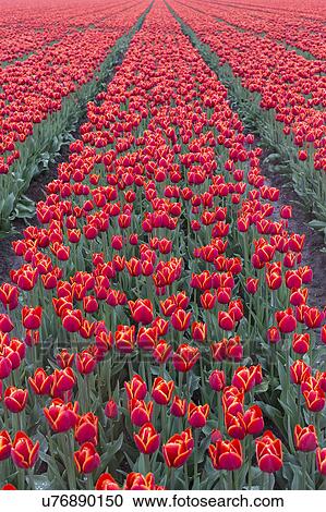 Netherlands, Field of red tulips View Large Photo Image Stock Image - Netherlands, Field of red tulips. Fotosearch