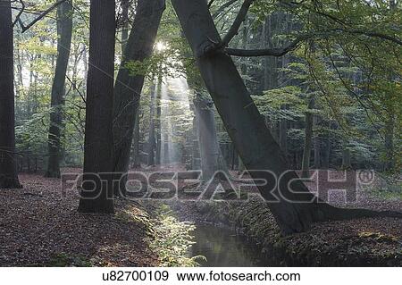 Stock Photo - Netherlands, Forest with narrow stream. Fotosearch