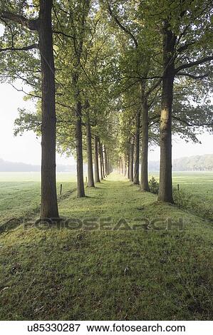 Stock Photo - Netherlands, Green path with trees. Fotosearch