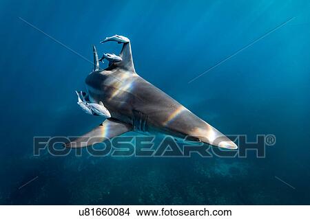 Picture - Oceanic Blacktip Shark (Carcharhinus Limbatus) swimming near surface of ocean, Aliwal Shoal, South Africa. Fotosearch