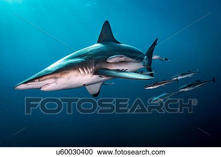 Stock Image - Oceanic Blacktip Shark (Carcharhinus Limbatus) swimming near surface of ocean, Aliwal Shoal, South Africa. Fotosearch