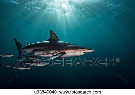 Stock Image - Oceanic Blacktip Shark (Carcharhinus Limbatus) swimming near surface of ocean, Aliwal Shoal, South Africa. Fotosearch