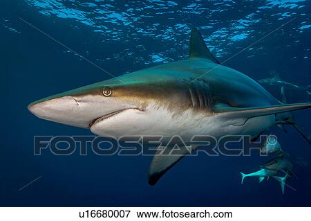 Oceanic Blacktip Shark (Carcharhinus Limbatus) circling prey, Aliwal Shoal, South Africa View Large Photo Image Stock Photo - Oceanic Blacktip Shark (Carcharhinus Limbatus) circling prey, Aliwal Shoal, South Africa. Fotosearch
