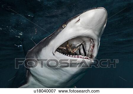 Oceanic Blacktip Shark (Carcharhinus Limbatus) eating prey, Aliwal Shoal, South Africa View Large Photo Image Stock Photo - Oceanic Blacktip Shark (Carcharhinus Limbatus) eating prey, Aliwal Shoal, South Africa. Fotosearch
