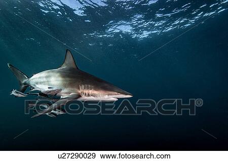 Stock Photo - Oceanic Blacktip Shark (Carcharhinus Limbatus) swimming near surface of ocean, Aliwal Shoal, South Africa. Fotosearch