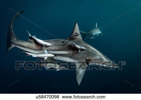 Stock Photo - Oceanic Blacktip Shark (Carcharhinus Limbatus) circling prey, Aliwal Shoal, South Africa. Fotosearch