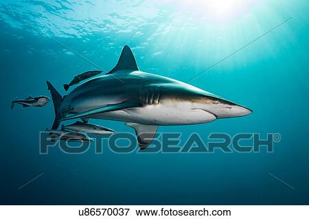 Oceanic Blacktip Shark (Carcharhinus Limbatus) swimming near surface of ocean, Aliwal Shoal, South Africa View Large Photo Image Stock Photo - Oceanic Blacktip Shark (Carcharhinus Limbatus) swimming near surface of ocean, Aliwal Shoal, South Africa. Fotosearch