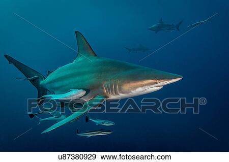 Oceanic Blacktip Shark (Carcharhinus Limbatus) circling prey, Aliwal Shoal, South Africa View Large Photo Image Stock Photo - Oceanic Blacktip Shark (Carcharhinus Limbatus) circling prey, Aliwal Shoal, South Africa. Fotosearch
