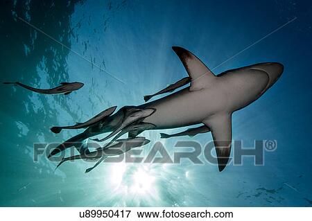 Stock Photo - Oceanic Blacktip Shark (Carcharhinus Limbatus) swimming near surface of ocean, Aliwal Shoal, South Africa. Fotosearch