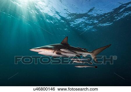 Oceanic Blacktip Shark (Carcharhinus Limbatus) swimming near surface of ocean, Aliwal Shoal, South Africa View Large Photo Image Stock Photograph - Oceanic Blacktip Shark (Carcharhinus Limbatus) swimming near surface of ocean, Aliwal Shoal, South Africa. Fotosearch