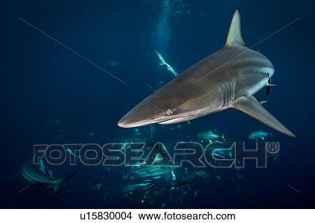Picture - Oceanic Blacktip Sharks (Carcharhinus Limbatus) circling bait, Aliwal Shoal, South Africa. Fotosearch